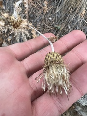 Cirsium ochrocentrum