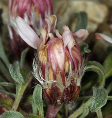 Townsendia scapigera