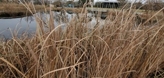 Typha angustifolia
