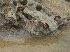 Mollusca