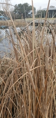 Typha angustifolia