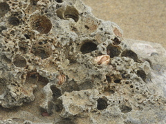 Mollusca