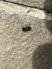 Menemerus bivittatus