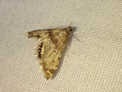 Petrophila fulicalis