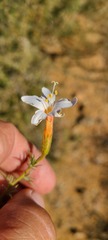 Acanthogilia gloriosa
