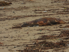 Zalophus californianus