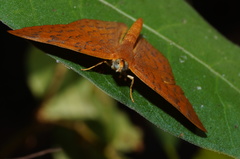 Emesis vulpina
