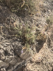 Lavandula coronopifolia