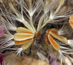 Townsendia scapigera