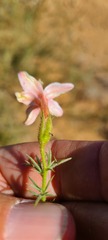 Acanthogilia gloriosa