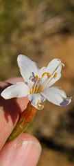 Acanthogilia gloriosa