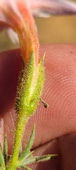 Acanthogilia gloriosa