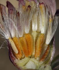 Townsendia scapigera