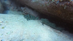 Aplodactylus lophodon