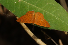 Emesis vulpina
