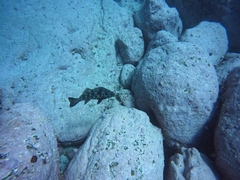 Aplodactylus lophodon