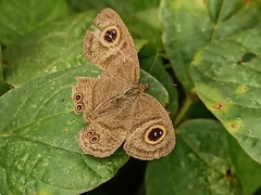 Ypthima horsfieldii