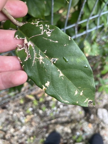 Baphia nitida, photograph 5