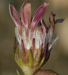 Townsendia scapigera