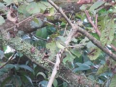 Tolmomyias sulphurescens