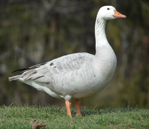 Greylag × Canada Goose hybrid