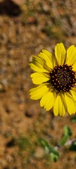 Encelia asperifolia