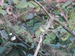 Tolmomyias sulphurescens