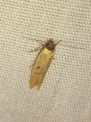 Psilocorsis reflexella