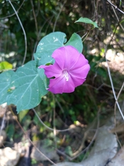 Ipomoea dumosa