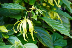Cananga odorata