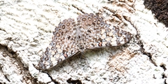 Hamadryas feronia