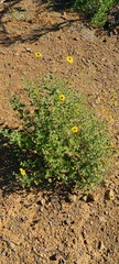 Encelia asperifolia