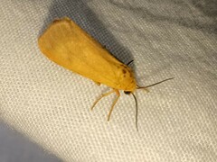 Virbia aurantiaca