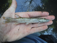 Esox americanus