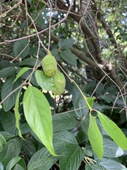 Chimonanthus praecox