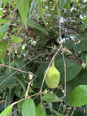 Chimonanthus praecox