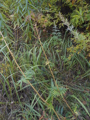 Valeriana alternifolia