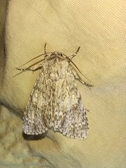 Acronicta americana