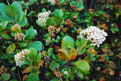 Ceanothus caeruleus