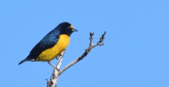 Euphonia minuta