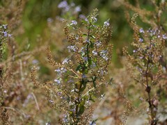 Veronica anagallis-aquatica