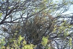 Phoradendron californicum