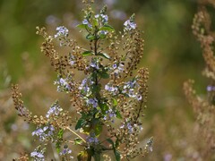 Veronica anagallis-aquatica