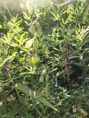 Crotalaria pumila