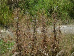 Veronica anagallis-aquatica