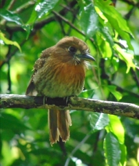 Malacoptila mystacalis