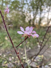Oenothera gaura