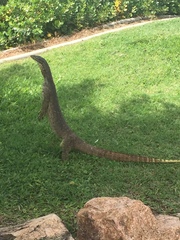 Varanus panoptes panoptes