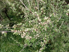 Olearia bullata