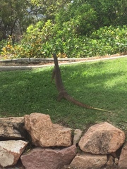 Varanus panoptes panoptes